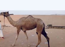بكره اصيله محليه بكره اصيله محليه