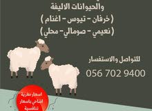 اغنام صومالي مع توفر الذبح و التوصيل اغنام صومالي مع توفر الذبح و التوصيل