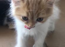 Persian Male & Female cats 2 Months old Persian Male & Female cats 2 Months old