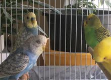 love birds love birds