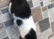 بيع قطه بيع قطه