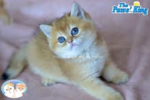 Scottish straight gold female/سكوتش استريت جولد انثى Scottish straight gold female/سكوتش استريت جولد انثى