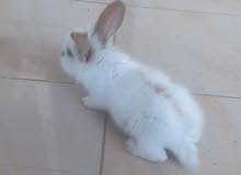 ارنبين للبيع ارنبين للبيع