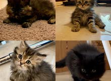 4 قطط شيرازي-مينكون للبيع Four Persian-Maincoon cats for sale 4 قطط شيرازي-مينكون للبيع Four Persian-Maincoon cats for sale