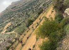 Mixed Use Land for Sale in Hebron Beit Ummar