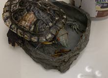 female turtle aged more than 5 years female turtle aged more than 5 years