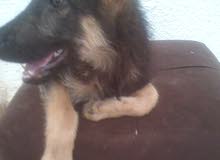 chiot Berger Allemand Paul Long chiot Berger Allemand Paul Long