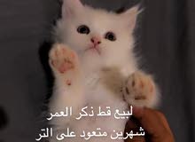 قط لبيع قط لبيع