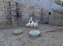 تخم وز كوبرا بلغاري وواحد أفريقي للبيع تخم وز كوبرا بلغاري وواحد أفريقي للبيع