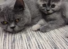 British short hair Kittens British short hair Kittens