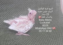 للبيع فرخ كوكتيل البينو للبيع فرخ كوكتيل البينو
