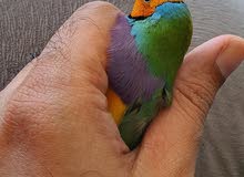 Colourful Gouldian Finch pair Colourful Gouldian Finch pair
