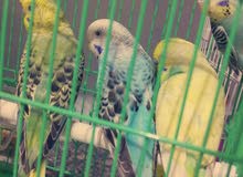 طيور حب للبيع طيور حب للبيع