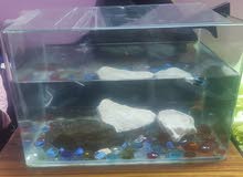 aquarium aquarium