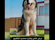 ذكر هاسكي للتلقيح فقط !! husky male for mting only ذكر هاسكي للتلقيح فقط !! husky male for mting only