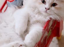 Pure Persian Kitten Male (5 months) Pure Persian Kitten Male (5 months)
