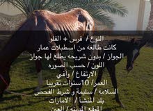 Alfalo horse Alfalo horse