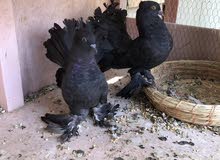 حمام زينة حمام زينة