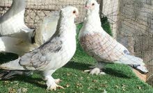 للبيع حمام زينه للبيع حمام زينه