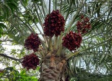 العنايه بالحدائق والديكور العنايه بالحدائق والديكور