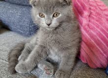 Scottish Fold male Scottish Fold male