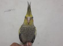 tammed cocktail bird tammed cocktail bird