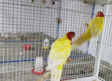 للبيع طيور الروزلا للبيع طيور الروزلا
