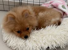 pomeranian for sale pomeranian for sale
