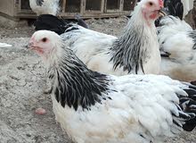 دجاج الزينه دجاج براهمه الامريكي دجاج الزينه دجاج براهمه الامريكي