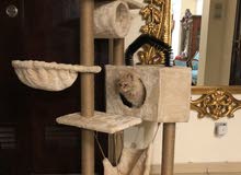 lion cat lion cat