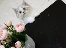 feamle Himalaya 3 month old feamle Himalaya 3 month old
