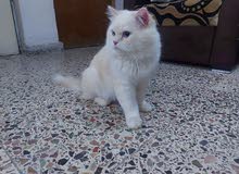 قط ذكر هملايا اورنج قط ذكر هملايا اورنج