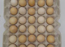 بيض دجاج عماني