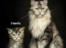 للبيع قطط Maine Coon الرائعة  اضخم فصيلة قطط.....