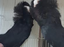 حمام زينه للبيع حمام زينه للبيع