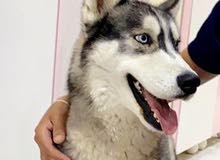 husky Siberian Male husky Siberian Male