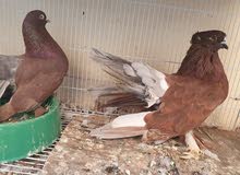 fantel pigeon fantel pigeon