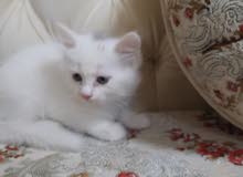 قط ذكر للبيع (40 يوم) قط ذكر للبيع (40 يوم)