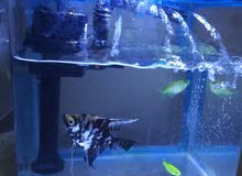 حوض اسماك به اسماك جميلة ونادرة.aquaruim with rare fishes حوض اسماك به اسماك جميلة ونادرة.aquaruim with rare fishes