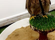 طير بذوار فرخ نثيه طير بذوار فرخ نثيه