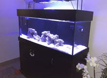 Saltwater Aquarium Saltwater Aquarium