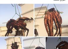 للبيع أخطبوط مجفف وطازج شعارنا الجوده للبيع أخطبوط مجفف وطازج شعارنا الجوده