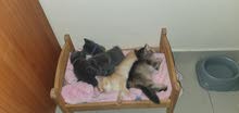 british shorthair british shorthair