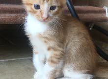 Sweet little Kitten( 6 weeks old ) Sweet little Kitten( 6 weeks old )