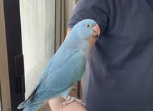 blue Indian ring neck parrot blue Indian ring neck parrot