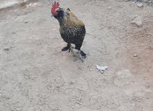 ديك حبحب مسروال ديك حبحب مسروال