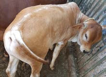 Special and friendly local male calf for sale Special and friendly local male calf for sale
