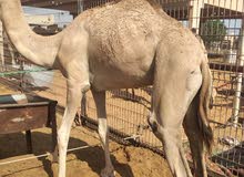 قعدان للبيع للنحر قعدان للبيع للنحر
