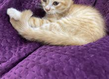 al ain city cat al ain city cat
