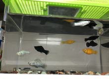 Aquaruim 11 (breeding) Fish For Sale Aquaruim 11 (breeding) Fish For Sale